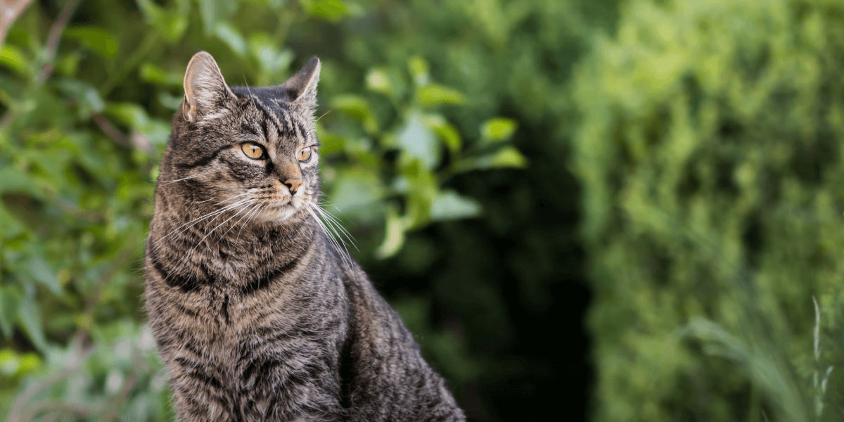 A refreshing new vet experience starts here